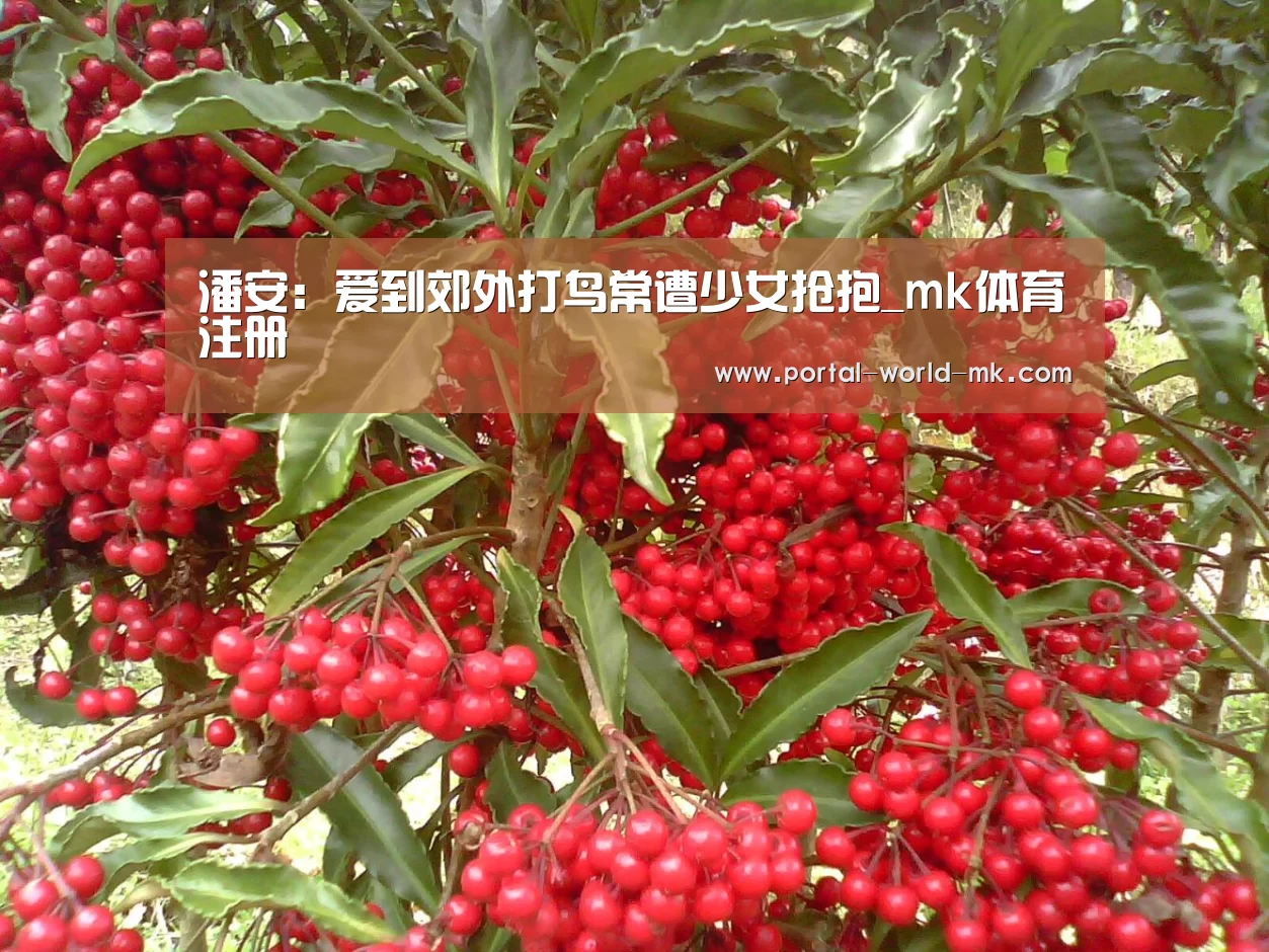 mk体育注册